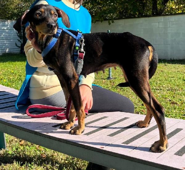 LUNA CAGNOLINA DOLCISSIMA Foto 3